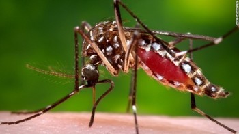 zika-mosquito-aedes-aegypti.jpg